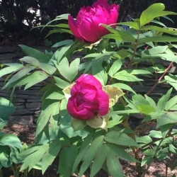 Tree Peony