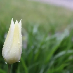 Tulip
